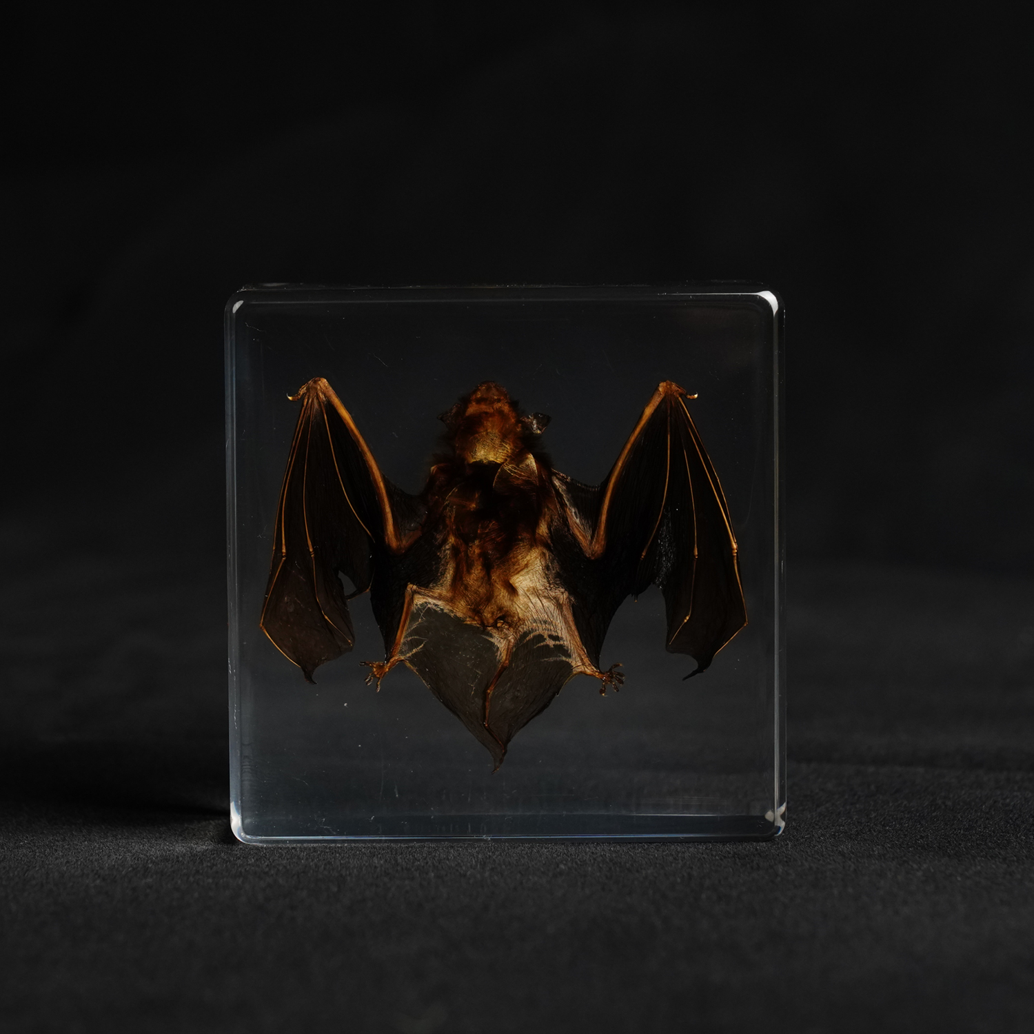 Bat Paperweight (2)