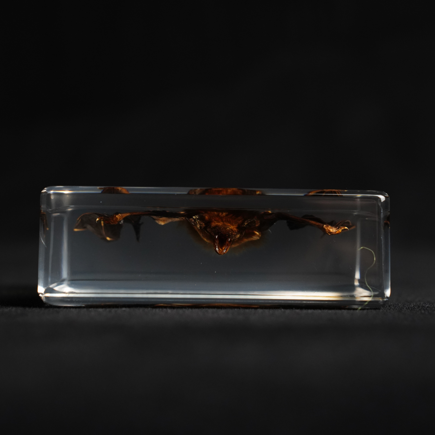 Bat Paperweight (4)