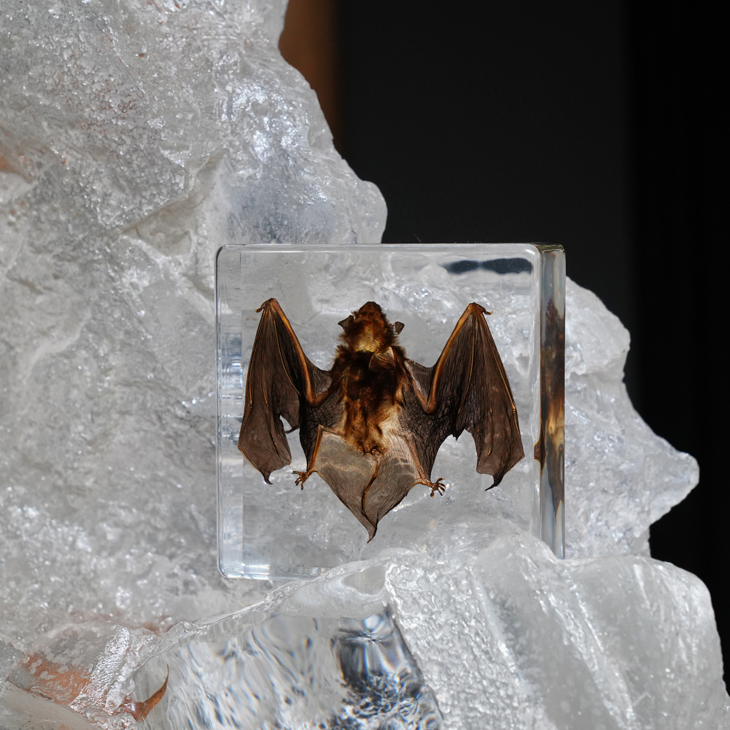 Bat Paperweight